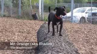 Meet the Sonoma Humane Society Resevoir Dogs