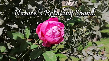 Sound of Nature | Nature's Relaxing Sound | Birds Chirping | Relaxation | Meditation | Yoga