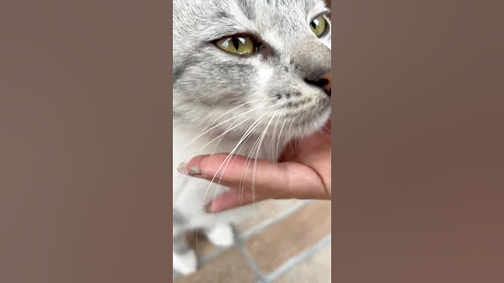 Мъркането ми е любимото занимание, затова ме кръстиха Мъркиш #cat
