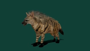 Aardwolf Hyena Animal 3D Model @Animals