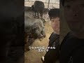 【牛の出荷準備】食卓に並ぶお肉の過程