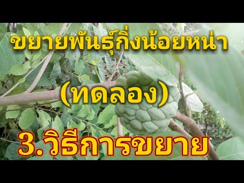 วีดีโอ: วิธีการเผยแพร่ทูจาอย่างถูกต้อง? วิธีที่รวดเร็วและง่ายดายในการขยายพันธุ์ต้นไม้ วิธีการปลูกทูจาที่บ้าน? การขยายพันธุ์ที่ถูกต้องตามกิ่งในฤดูใบไม้ผลิ