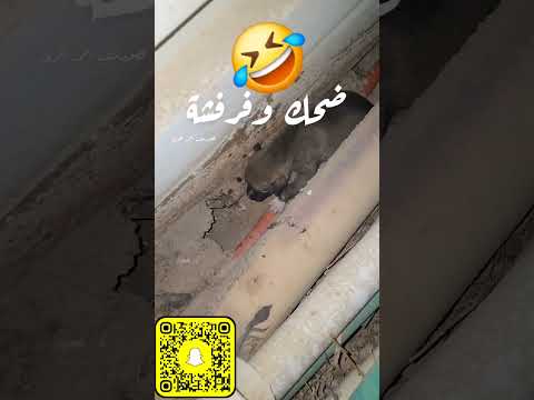 بو الأذان المدمغ ههههههههههه   ترند ضحك  