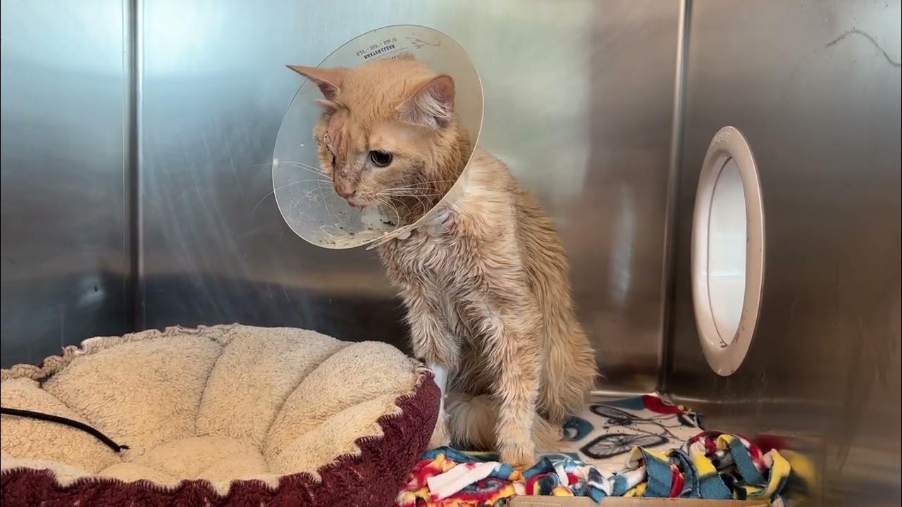 Injured cat pulled from Dorchester dumpster on the mend--cruelty  investigation now underway - YouTube