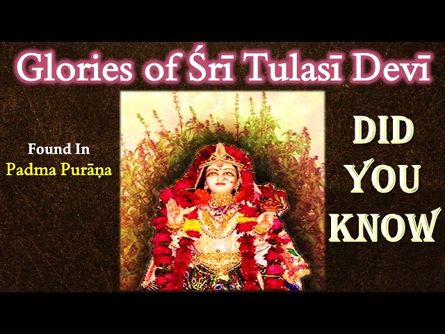 पद्म पुराण से श्री तुलसी देवी की महिमा - दुर्लभ और सबसे प्रामाणिक जानकारी - #tulsi_aarti