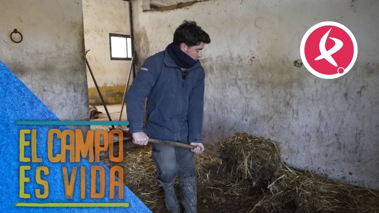 La higiene de la cuadra es muy importante para el bienestar de los caballos | El campo es vida