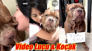 Dogs Funny Vudeos | Smart Dogs Videos | HEWIE PITBULL