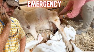 This Became a Life or Death Situation! (Goat Delivery Turned Scary)
