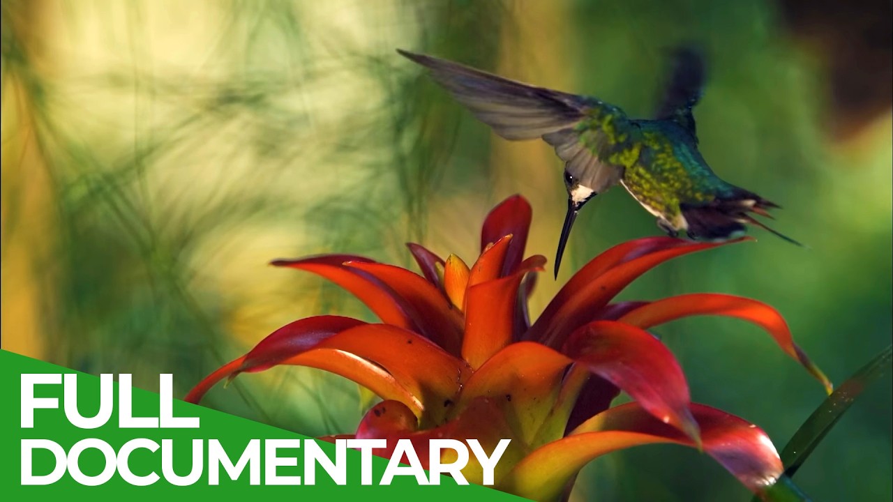 Wild Brazil – A Spectacular Journey to the Atlantic Rain Forest (2025)