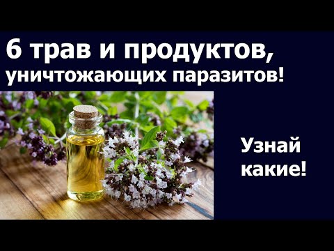 Гельминты 6 ТРАВ И ПРОДУКТОВ ОТ ПАРАЗИТОВ. Противопаразитарные народные средства.