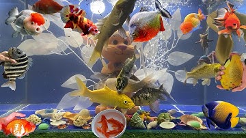 Tổng Hợp Video Động Vật Đầy Màu Sắc,Hoa,Cây,Cá Da Trơn,Cá Koi,Cá Cắt Kéo,Cá Cánh Buồm,Cá Lóc Bông