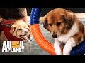 Os melhores exercícios para cachorros! | SOS! Meu pet come mal | Animal Planet Brasil