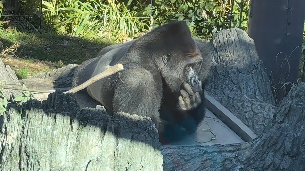 gorilla 指しゃぶりしながらのんびりするゲンタロウ【2026年‎1月23日】【上野動物園】ゴリラ💗