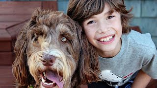TRAIN Your Puppy From Home