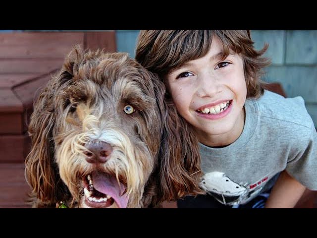 TRAIN Your Puppy From Home