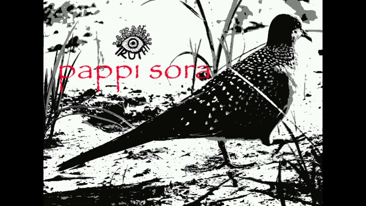 Pappi Sora | Spotted dove | we were here | (Use headphones )