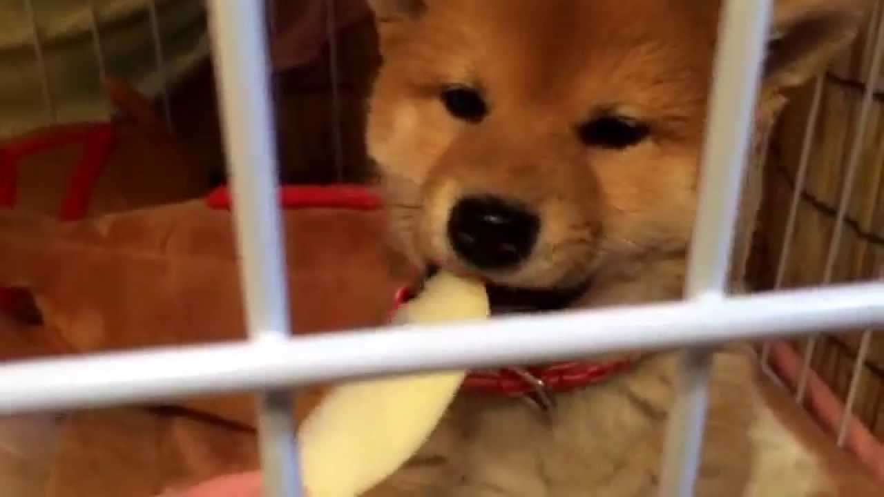 柴犬の子犬どんぐり、はじめてりんごを食べる。Puppy Shiba Inu Donguri, the first