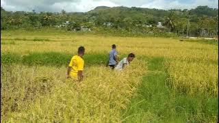 Download lagu Syukuri nikmatNYA