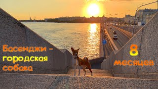 Басенджи в 8 месяцев или Городская собака | Basenji 8 months old