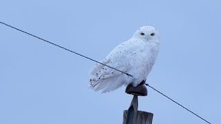 Snowy Owl  SaxZim bog, Minnesota, USA