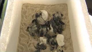 OPERATION TURTLE RESCUE: A partnership with Sea Turtle Conservancy