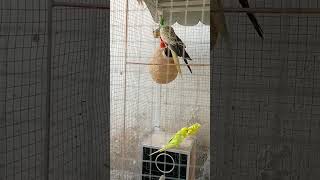 Download Lagu watch this amazing colors of nature full of life #animalshorts #birds #cuteanimals #pets MP3 Download Lagu watch this amazing colors of nature full of life #animalshorts #birds #cuteanimals #pets MP3