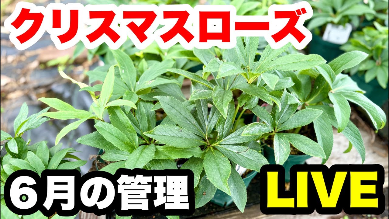 流れ星様確認用、クリスマスローズ ◇6月【クリスマスローズ】の管理＆【アジサイのコーナー】『響』を
