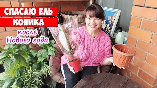 Ель Коника в горшке. Что с ней делать после Нового года?