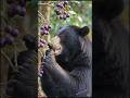 বনে একা ভাল্লুক আর তার প্রিয় ফল!#shorts #bear #wildlife  #forest #animals #viralshorts #cute #ai