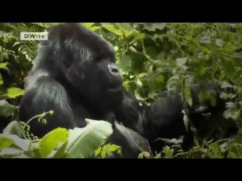 Gorilla habitat in Rwanda | Global Ideas