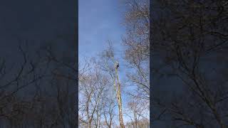 Taking the top out of a dangerous tree