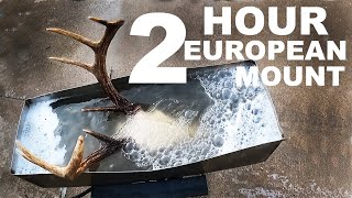 2 Hour European Deer Mount Skull Boil