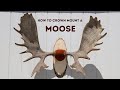 How to mount moose antlers