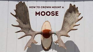 HOW TO MOUNT MOOSE ANTLERS