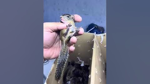 Sóc Đất về ngày 30/4 - Trương Tuấn Sóc Cảnh