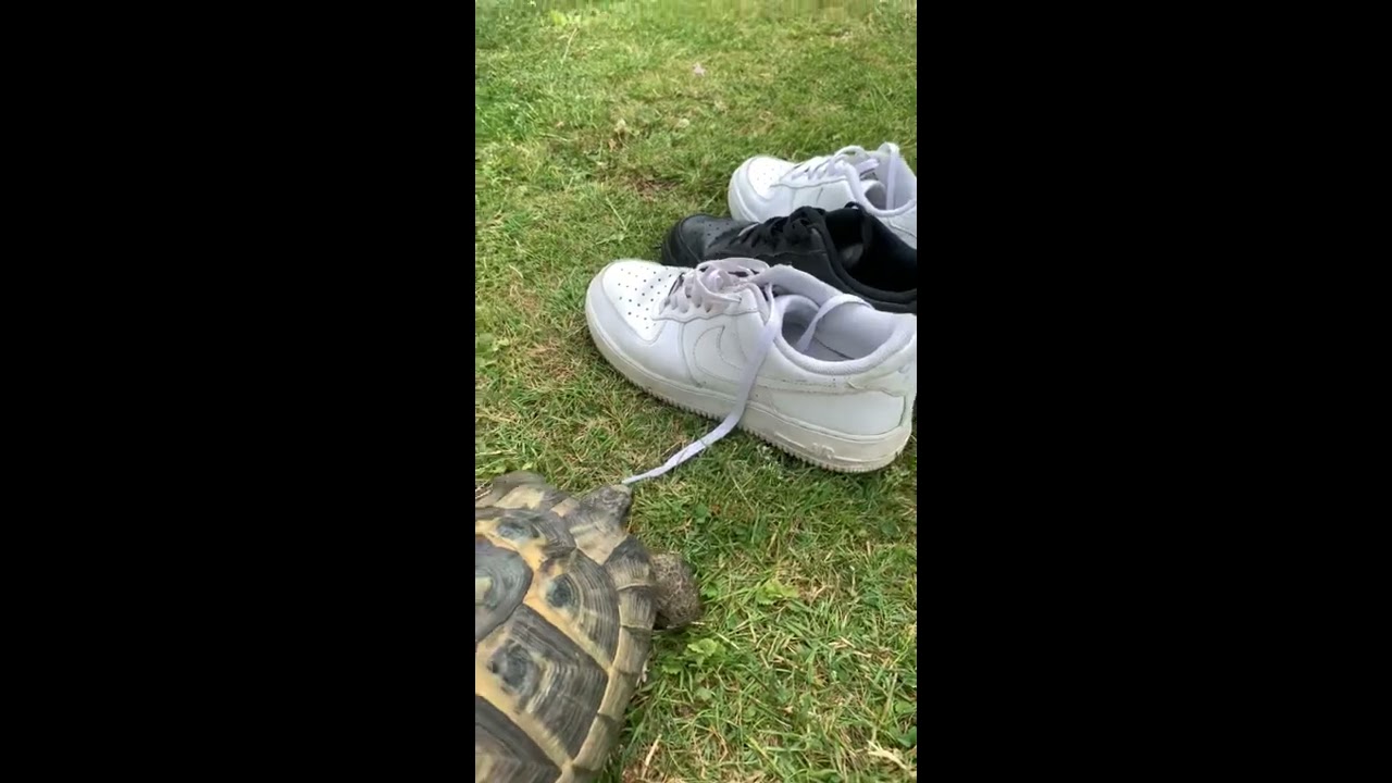 Details 148+ tortoise shoes latest