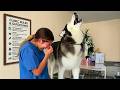 The Most DRAMATIC Huskies Of 2026 So Far NEW Funny Dog Videos