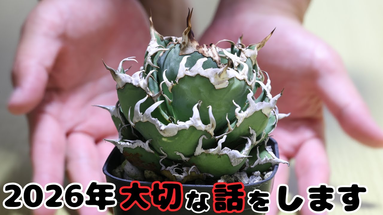 2026年、あむぷらんつはどうアガベと向き合うのか