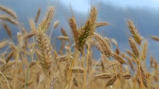 مصحف الشيخ عبد الله بن محمد المطرود سورة Quraish_قريش