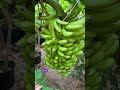 Заниматься растениями - это круто !
