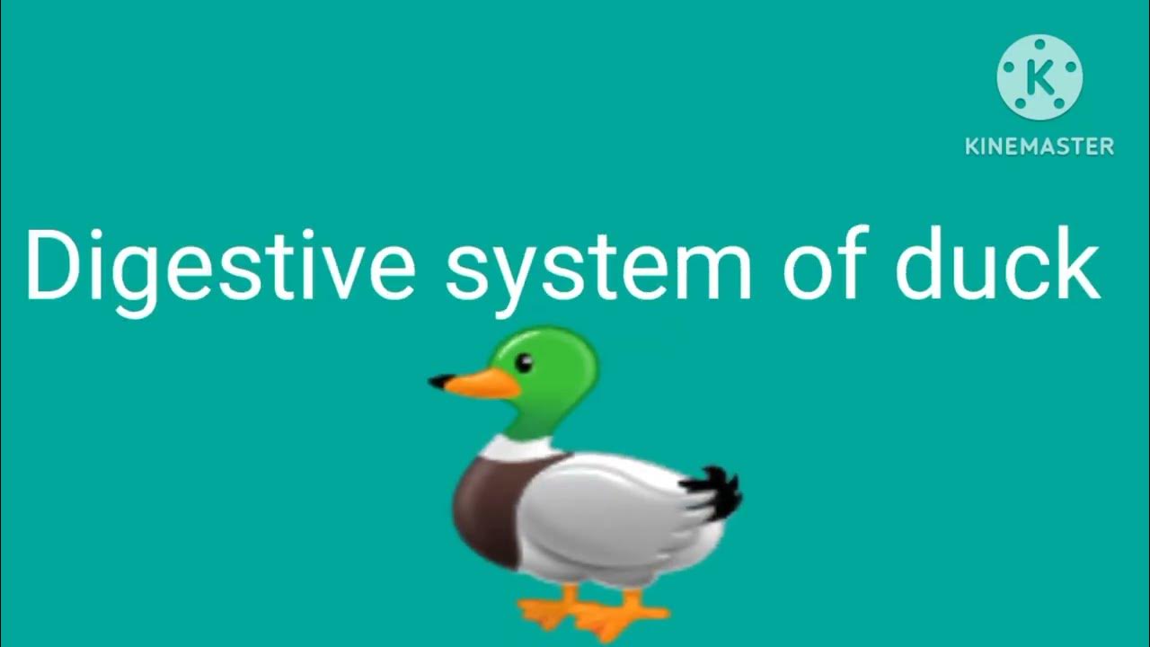 Zoology:Digestive system of duck #digestivesystem #duck - YouTube