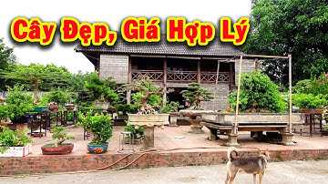 Tham khảo giá cây tại vườn chú Cường Họa Sĩ, sanh nam điền giống tác phẩm dấu ấn thời gian