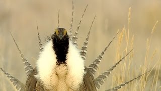 Gunnison SageGrouse