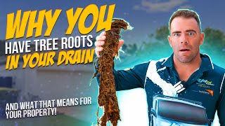 Tree Roots in Your Drains? Here's Why and What You Need to Know!