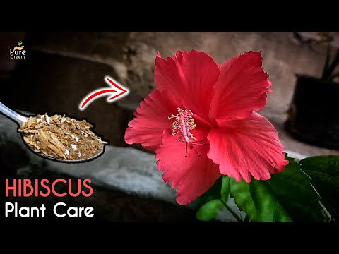 The ULTIMATE GUIDE on Hibiscus Plant Care! -  Pure Greeny.