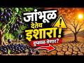 जांभूळ देतंय दुष्काळाचा इशारा? 😱 | Jamun Tree Warning About Drought | Amazing Nature Facts