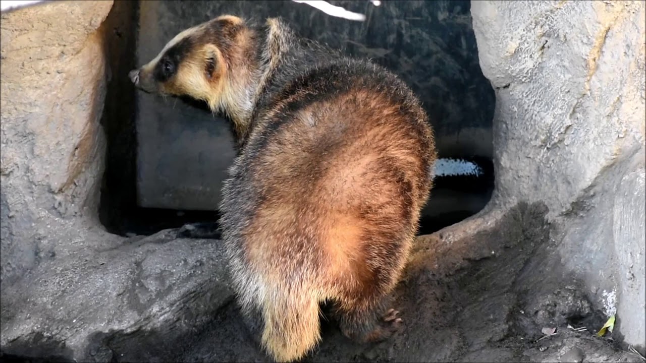 井の頭自然文化園の動物たち 2018年10月6日 YouTube