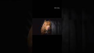 Most Dangerous Dog Bread Pitbull Dog Dog