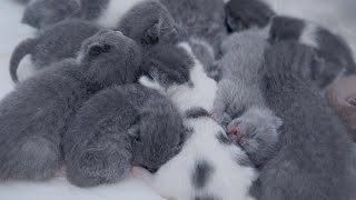 11 newborn kittens sleeping ❤