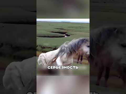 Храбрость спасла лошадиную семью💪🌈🐴